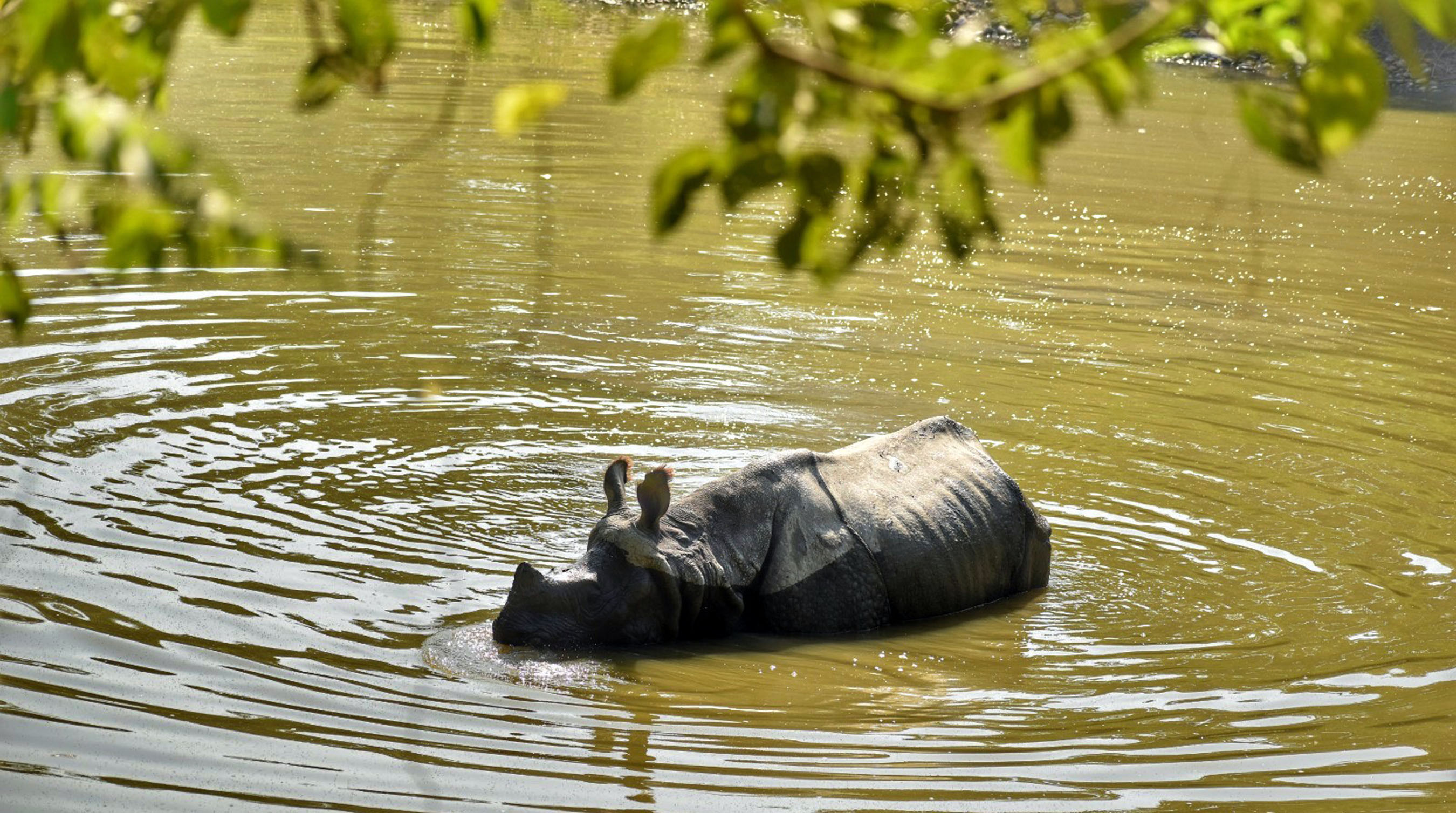 गैंडालाई गर्मी !
